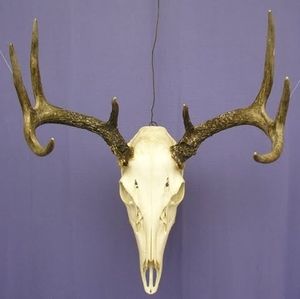 Meet your Posher, Rosco